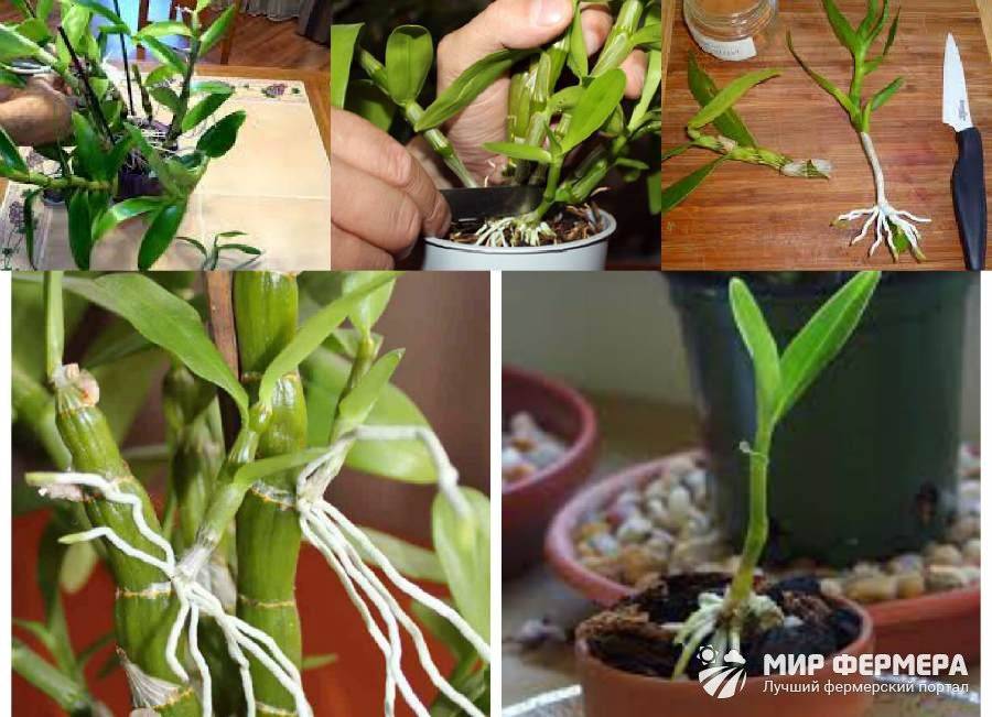 Дендробиум нобиле: проверенный способ размножения орхидеи