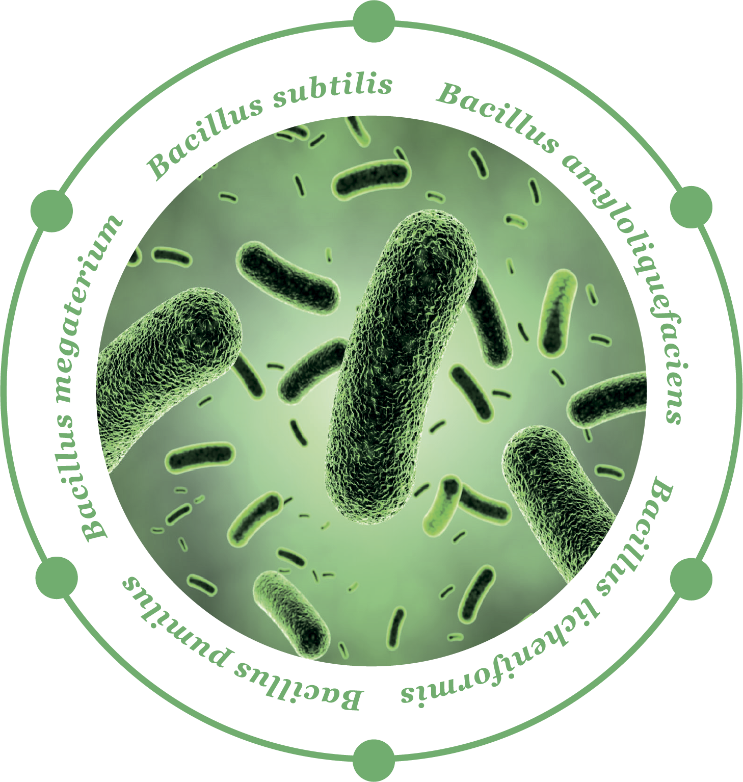 Какие бактерии лучше для септика
