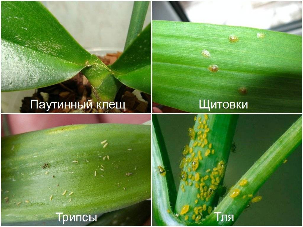 Фаленопсис — популярные сорта, посадка и уход, болезни и вредители